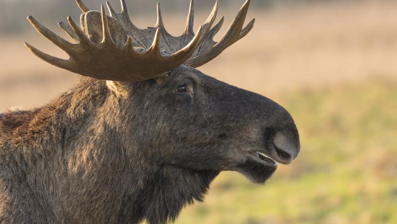 Denemarken vakantie? Reis naar Lille Vildmose voor wildlife en natuur