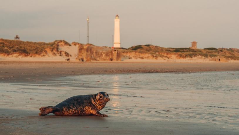 Seal in front of Blåvandshuk Lighthouse