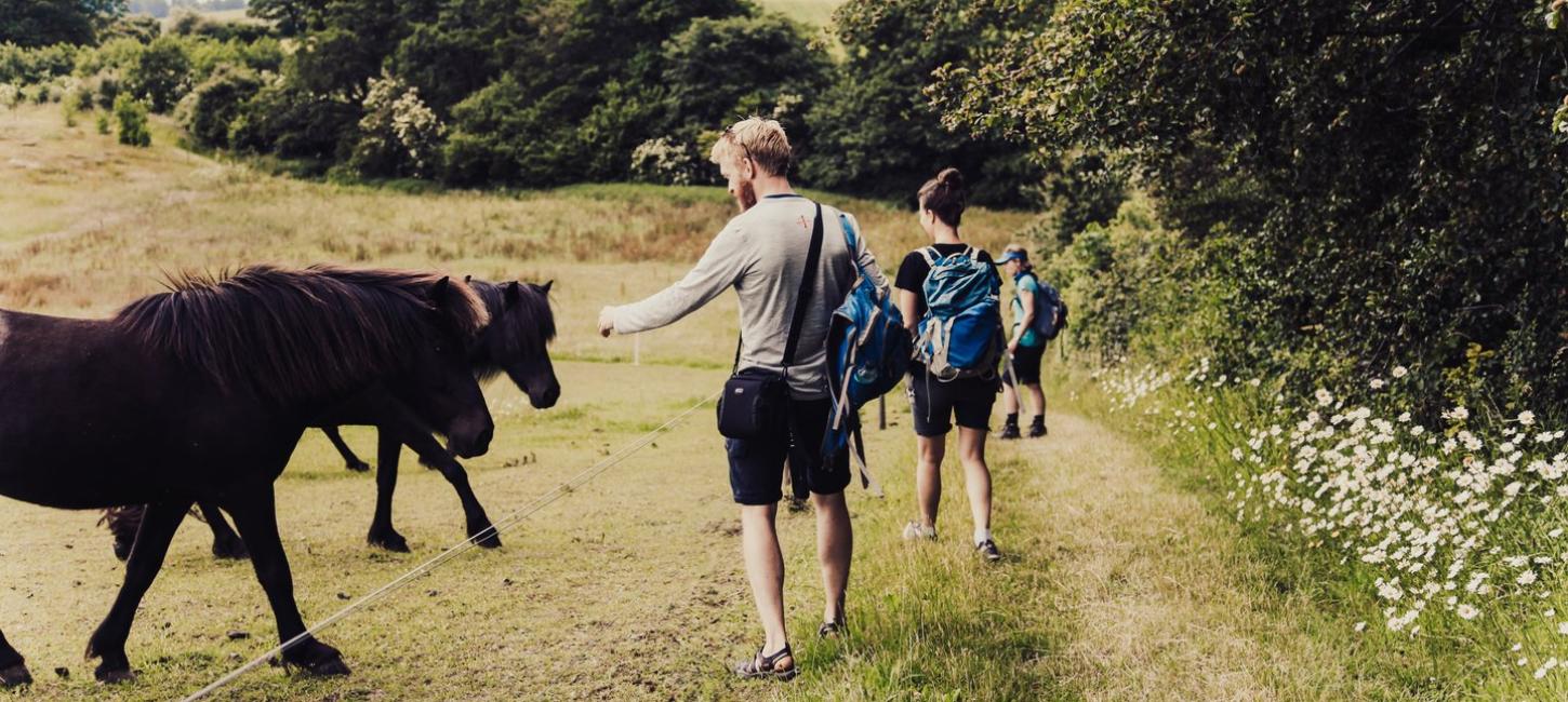 Horses during a hiking tour in Lejre, Denmark