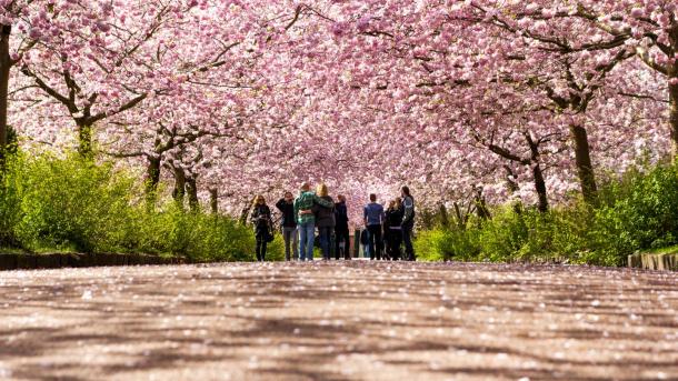 Cherry Blossoms Bispebjerg Cemetery, Copenhagen