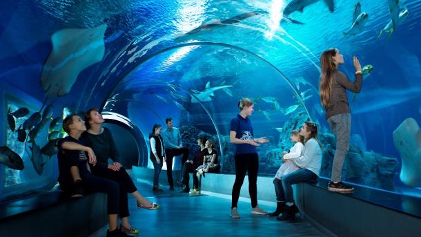 Sharks in Den Blå Planet, the National Aquarium of Denmark