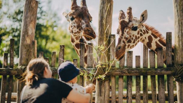 Giraffes in Odense Zoo on Fyn