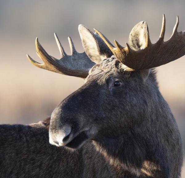 Denemarken vakantie? Ontdek de mooiste natuurbestemmingen