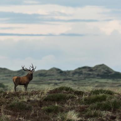 Lodbjerg Hede in Thy National Park, North Jutland