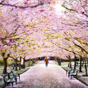 Cherry blossoms at Bispebjerg Cemetery in Copenhagen