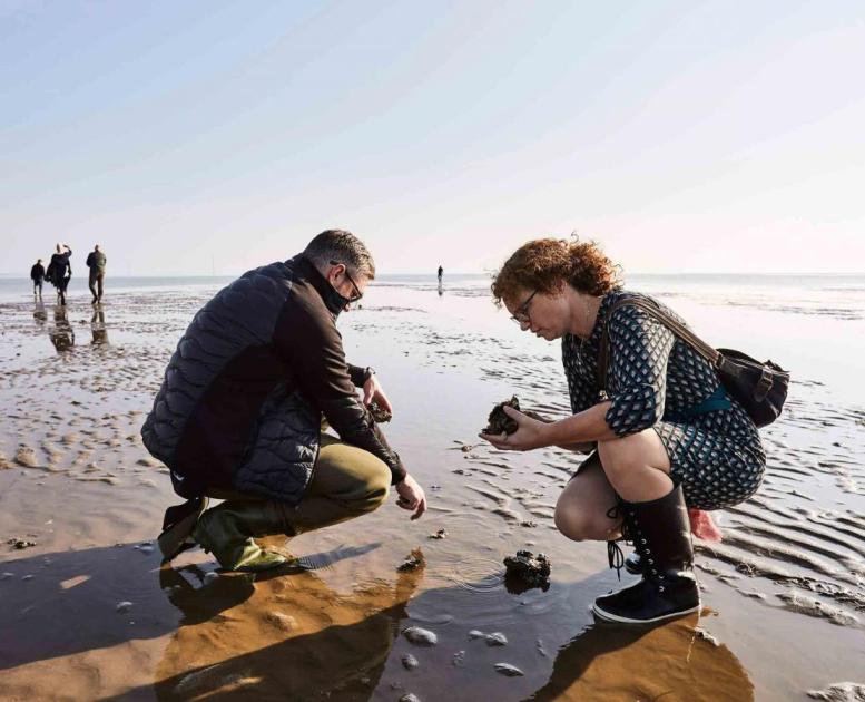 Oestersafari in Zuid-Jutland